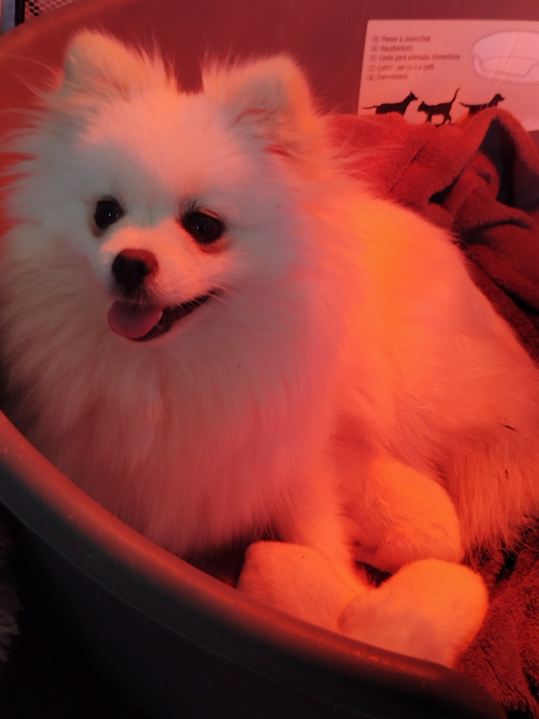 Portée née le 21 octobre