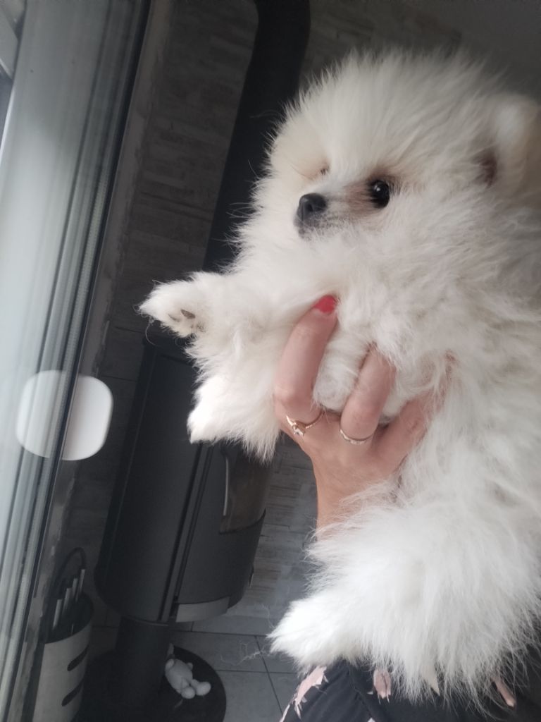 Aiko disponible 
