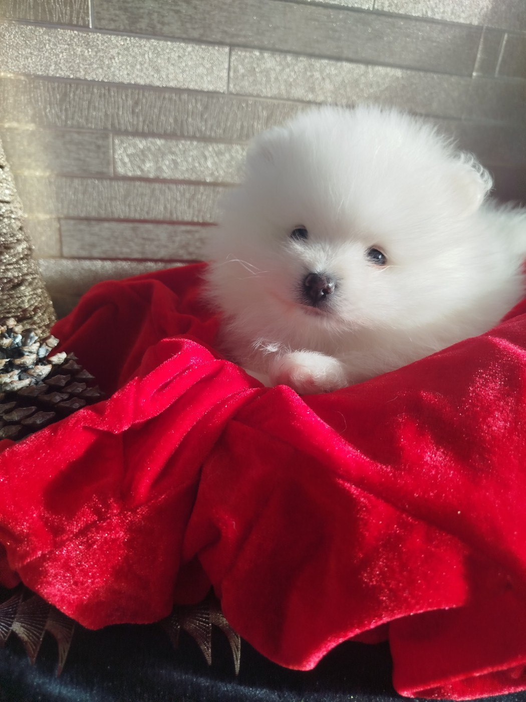 Du Jardin Des Dieux - Chiots disponibles - Spitz allemand