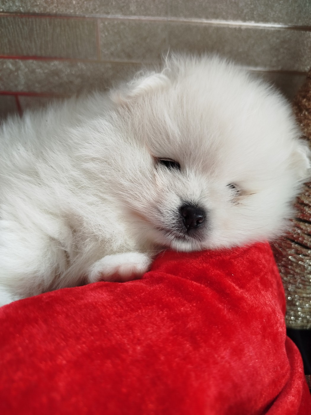 Du Jardin Des Dieux - Chiots disponibles - Spitz allemand