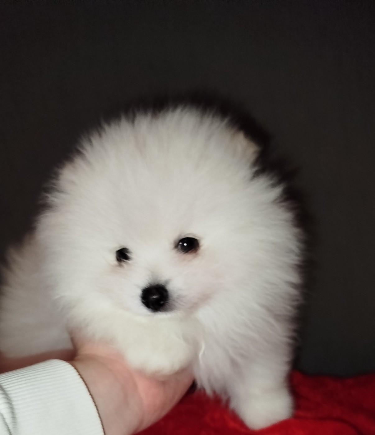 Du Jardin Des Dieux - Spitz allemand - Portée née le 21/10/2025