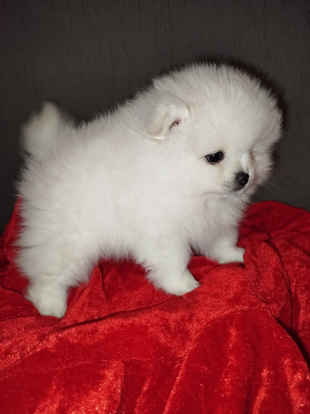 Du Jardin Des Dieux - Chiots disponibles - Spitz allemand