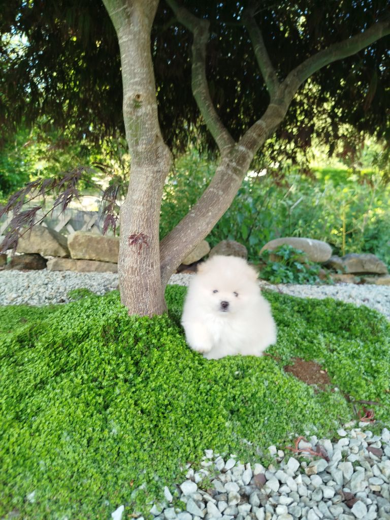 Du Jardin Des Dieux - Chiots disponibles - Spitz allemand