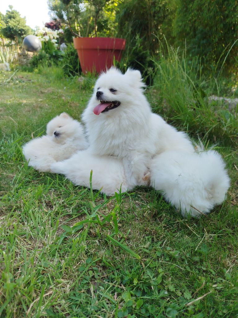 Chiot Spitz allemand Du Jardin Des Dieux