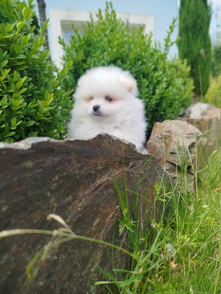 Du Jardin Des Dieux - Chiots disponibles - Spitz allemand