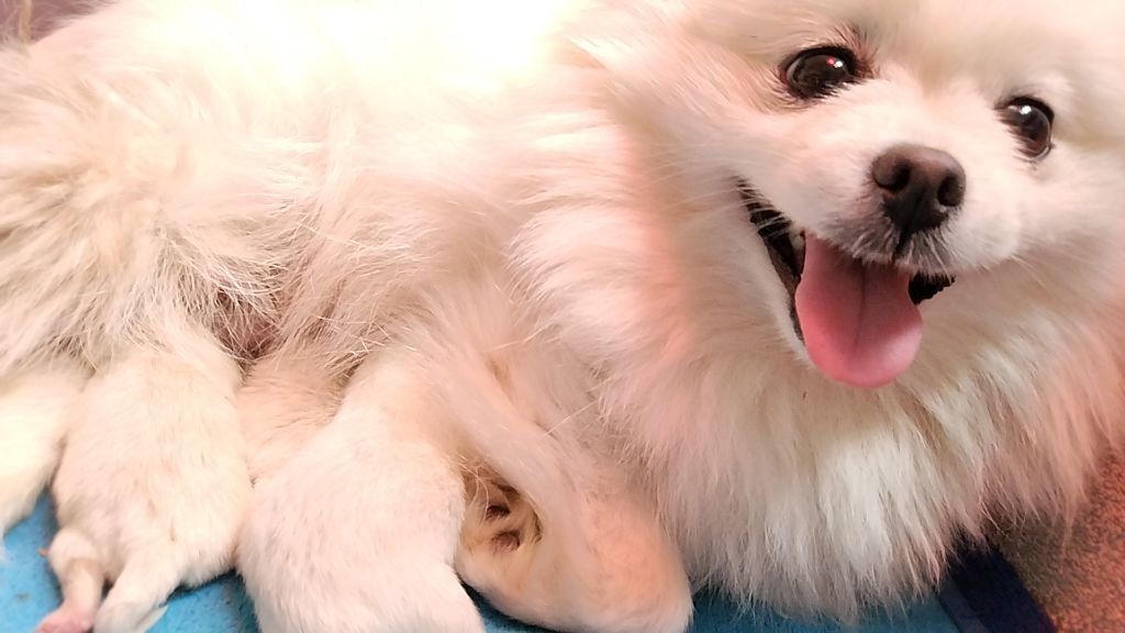 Chiot Spitz allemand Du Jardin Des Dieux