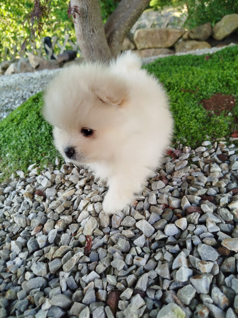 Du Jardin Des Dieux - Chiots disponibles - Spitz allemand