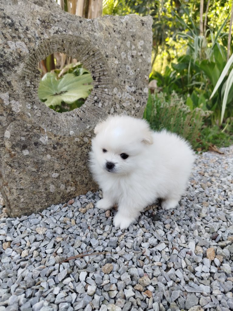Du Jardin Des Dieux - Chiots disponibles - Spitz allemand